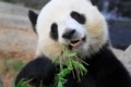Panda eating bamboo in Ocean Park Hong Kong 1 Panda eating bamboo in Ocean Park Hong Kong 1